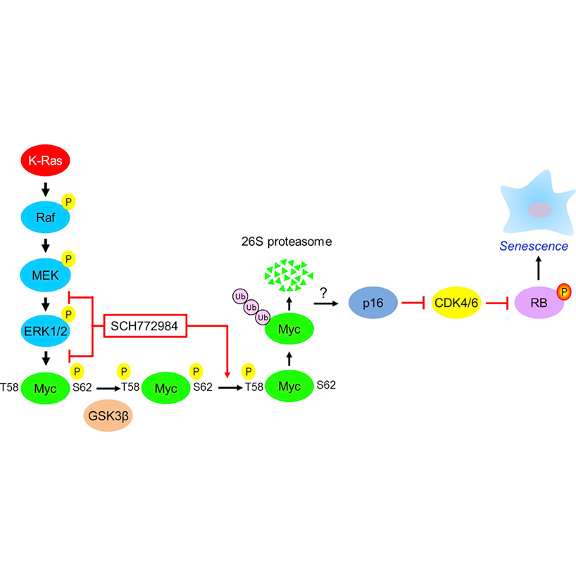 oxidized glutathione weight Glutathione oxidation and reduction reaction in relation to